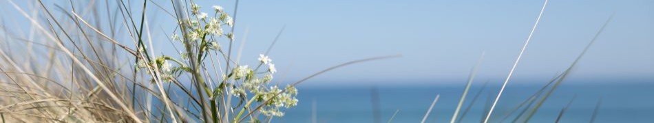 Billeder til hjemmeside (4 of 5)